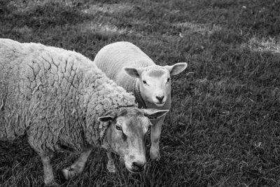 Sheep grazing on grassy field