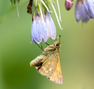 Close-up of butterfly on purple flower