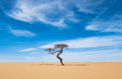 Bare tree amidst desert against sky