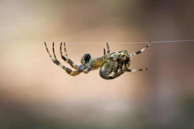 Close-up of spider on web