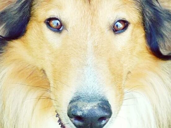 CLOSE-UP PORTRAIT OF DOG WITH EYES