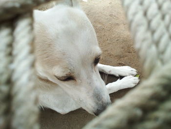 Close-up of dog