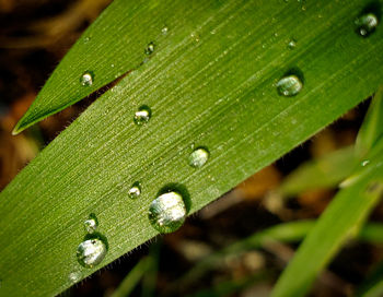 Close-up of wet leaves on rainy day