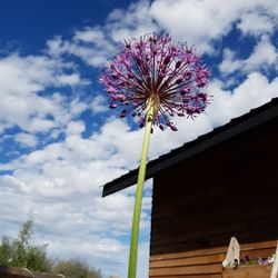 Low angle view of flower against sky