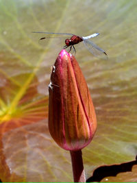 Close-up of insect on flower