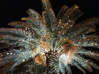 Low angle view of palm tree against sky at night