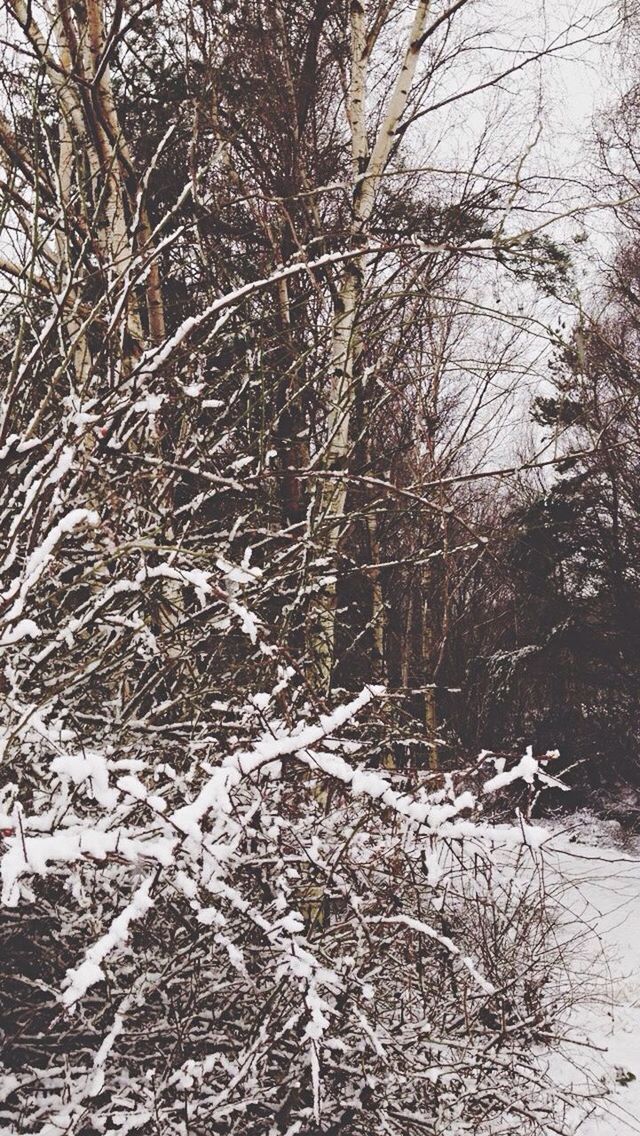 bare tree, tree, winter, cold temperature, branch, snow, tranquility, nature, water, tranquil scene, frozen, beauty in nature, forest, scenics, lake, season, tree trunk, growth, day, outdoors