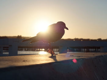 Seagull perching on shore against sky during sunset