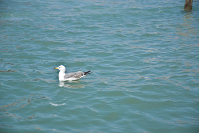 Seagull swimming in sea