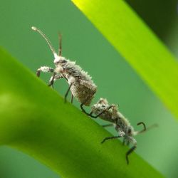 Close-up of insect on leaf