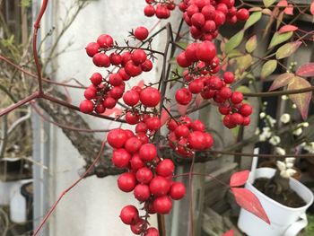 Close-up of red berries growing on tree