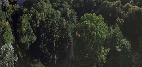 High angle view of trees in forest