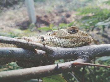 Close-up of lizard on branch