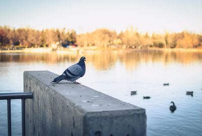 Close-up of bird perching on lake against sky