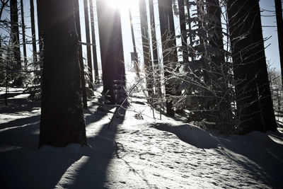 Sunlight streaming through trees in forest during winter