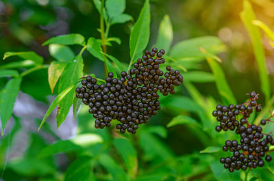 Black bunches of ripe elderberry, medicinal plant, lung diseases, coronavirus treatment, natural.