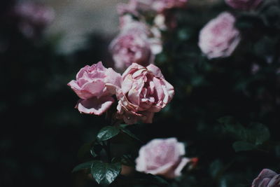 Close-up of pink flowers