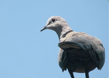 Low angle view of bird perching against clear sky