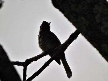 Low angle view of bird perching on tree against sky