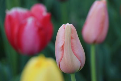 Close-up of red tulip