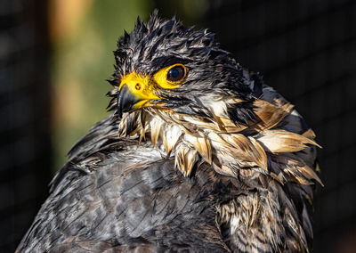 Close-up portrait of owl