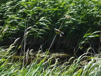 Bird flying over grass