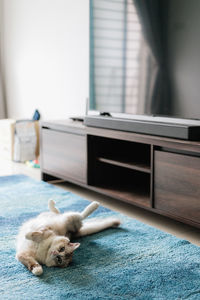 Portrait of dog relaxing at home