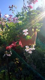 Close-up of fresh pink flowering plants against trees