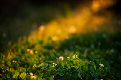 Close-up of flowering plants on field