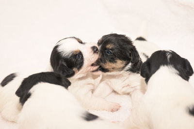 Close-up of two dogs