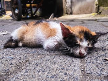 Close-up of a cat lying on street