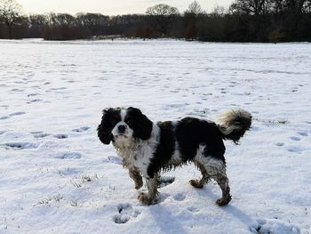 Dog on snow covered land