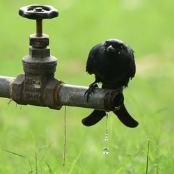 Close-up of bird perching on metal