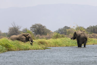 View of elephant in the road