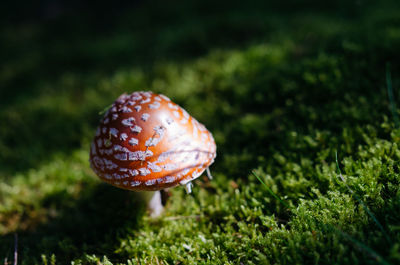 Close-up of mushroom on field