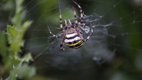 Close-up of spider on web