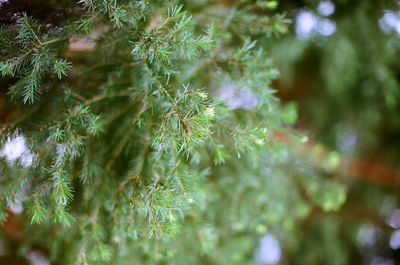 Close-up of pine tree