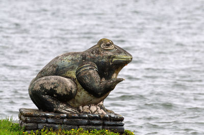 Frog on statue against lake