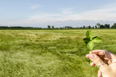 Cropped hand holding leaves while standing on field against sky