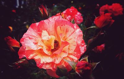 Close-up of red hibiscus blooming outdoors