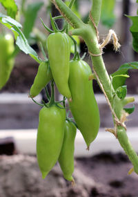 Close-up of green chili peppers on plant