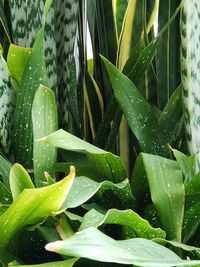 Close-up of raindrops on leaves