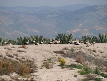 Scenic view of trees on field against mountains