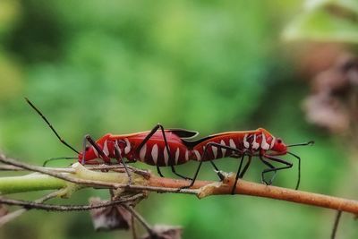 Close-up of insect