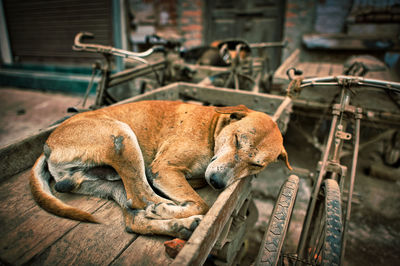 Dog resting on pedicab
