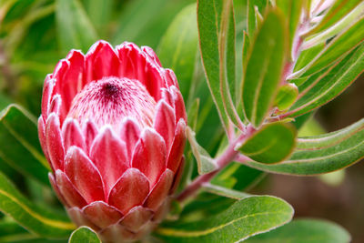 Close-up of pink flower