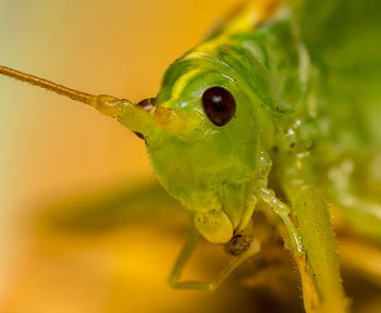 Close-up of insect on leaf