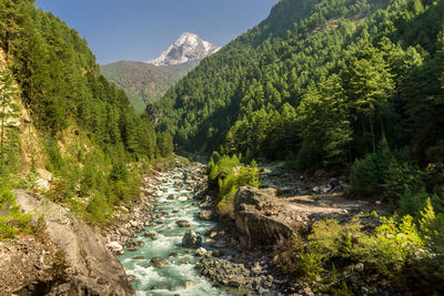 Scenic view of stream flowing through forest