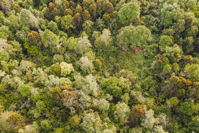 High angle view of plants growing in forest