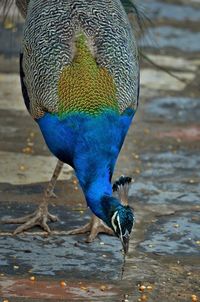 Close-up of bird